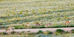 pronghorns_small_4923.jpg