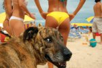 girls-beach-bikini-dog-yeah-12785364950.jpg