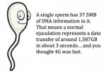 spermdata.jpg