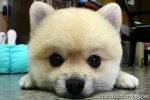 cute-dog-101.jpg