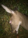 photo72168.jpg
