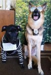 6a33985200a78521f8a4981207ad0f44--halloween-costumes-for-dogs-dog-costumes.jpg