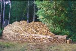 Wood-Pile Tree-540-large.jpg