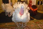468BFCB200000578-5104925-Both_Wishbone_and_Drumstick_will_live_out_the_rest_of_their_live-a-61...jpg