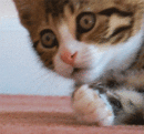 tumblr_n56tt3KxjW1rwl7gpo1_400.gif