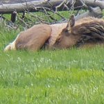 elk nap.jpg