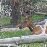 elk calf.jpg