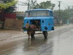 cow buggy.jpg