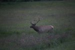 IMG_4154.JPG