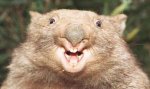 wombat_wideweb__470x276,0.jpg