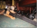 dogsniper2_zps1a3bc7e5.jpg