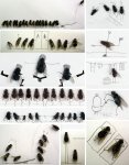 magnus-muhr-flies.jpg