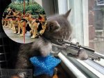 Cat Sniper.jpg