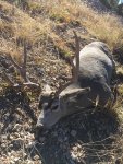 Muley 2020.jpg
