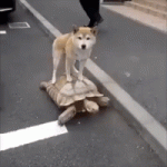 giphy_B2vBunhgt9Pc4_fixed_width_24770446265124.gif