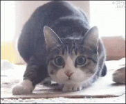 wiggle-cat.gif