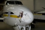 KA Bird Strike-2812.jpg