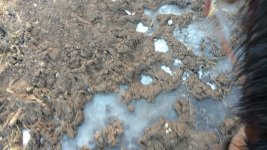 Bear Tracks on the creek next to camp.jpg