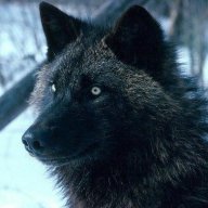 Mtndog05