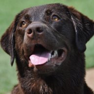 DellaDog