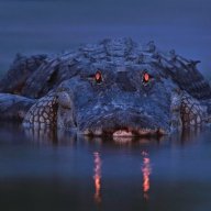 BullGator1