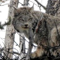 Chilcotin Hillbilly