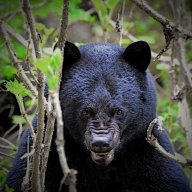 Thebear_78