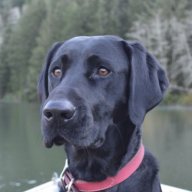 remidog89