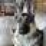 seporith