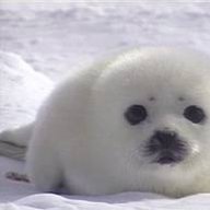 sealteam