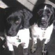 StabyhounDogs