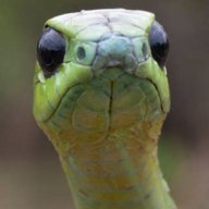 boomslang