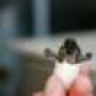 Erud