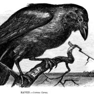 Lonely Raven