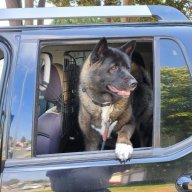 Dog&Jeep