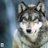 graywolf