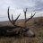 Muley Buck