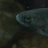 AlarmedTrout