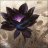 Black Lotus