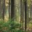 TallPines
