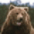 bear58