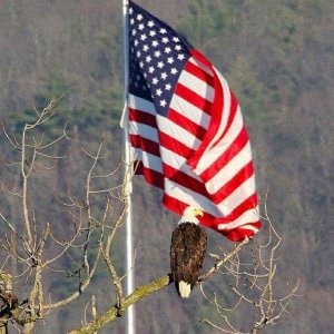 Eagle-Flag-woods.jpg
