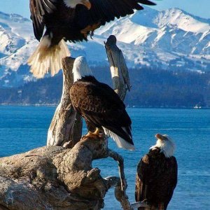 Eagles.jpg