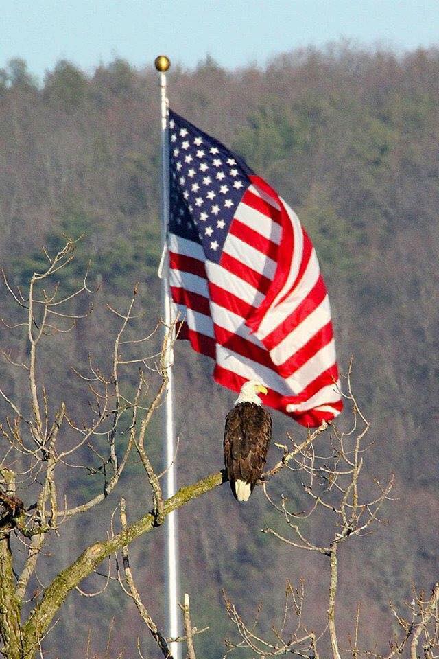 Eagle-Flag-woods.jpg